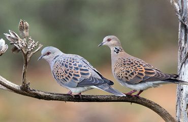 Zomertortel / Birdphoto