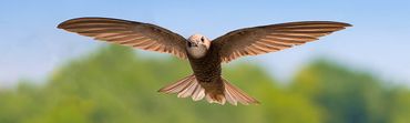 Gierzwaluw / Shutterstock