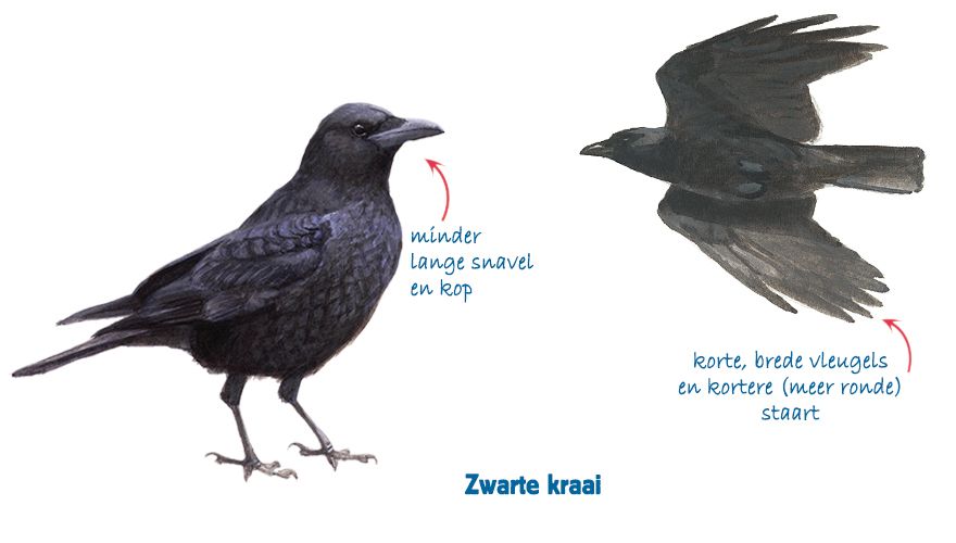 Verwonderend Zwarte kraai vs. raaf | Vogelbescherming WV-95