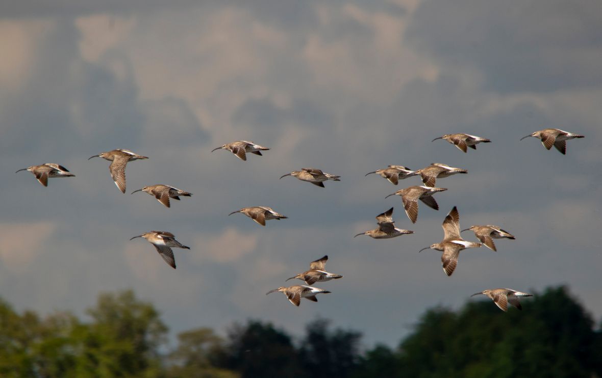 Een Vlucht Regenwulpen Vogelbescherming - 