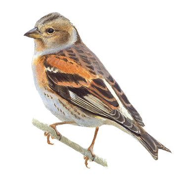 keep vogelbescherming