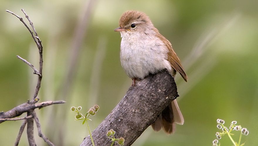 Alle vogels van Nederland in kaart gebracht | Vogelbescherming