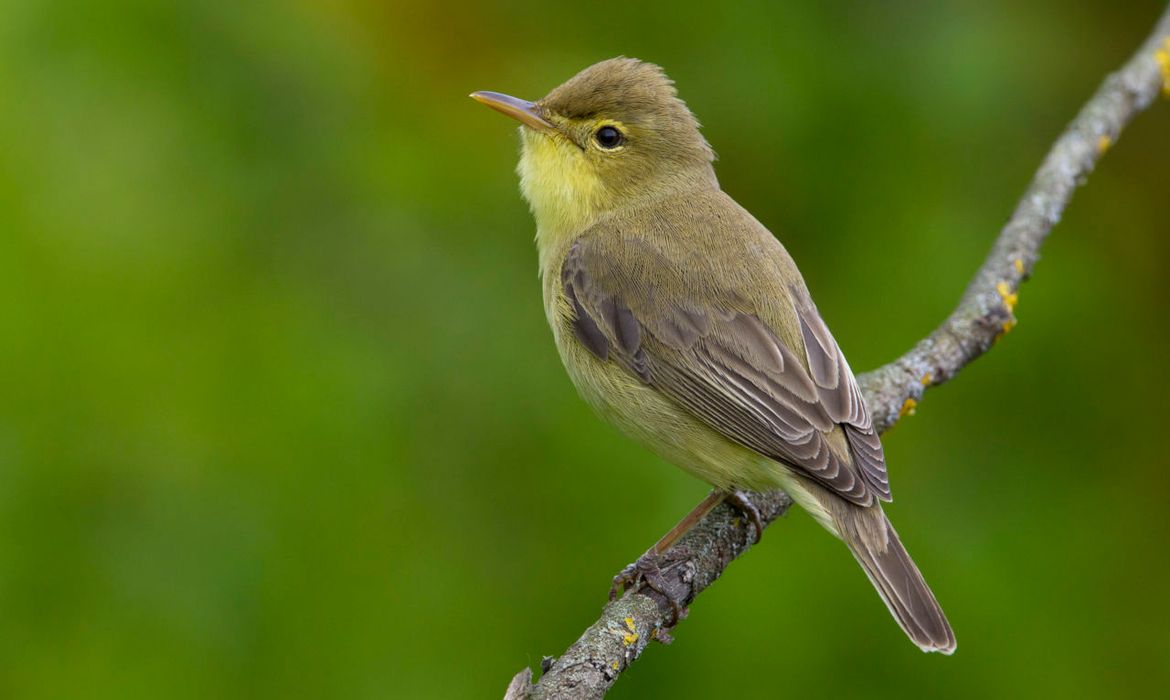 Orpheusspotvogel / Agami