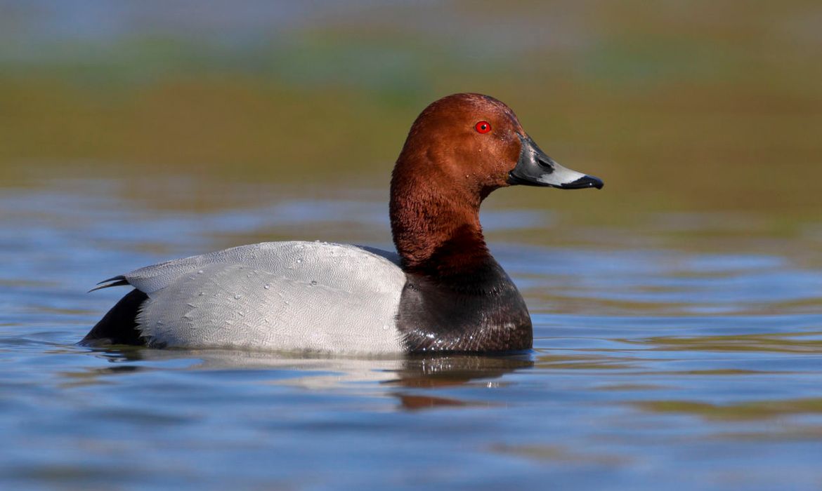 Tafeleend Vogelbescherming