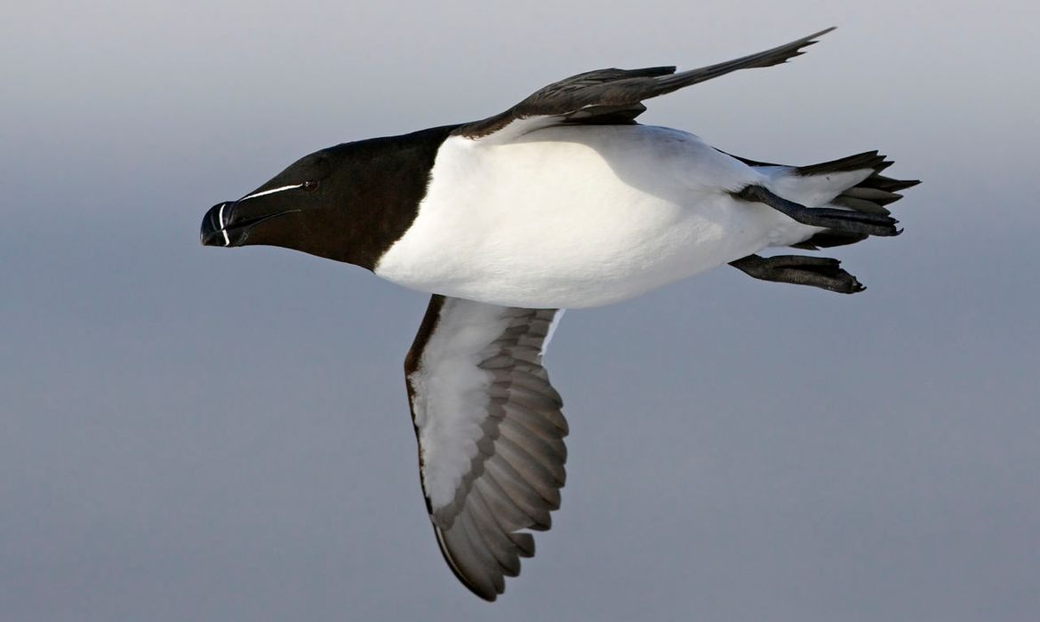 alk-vogelbescherming