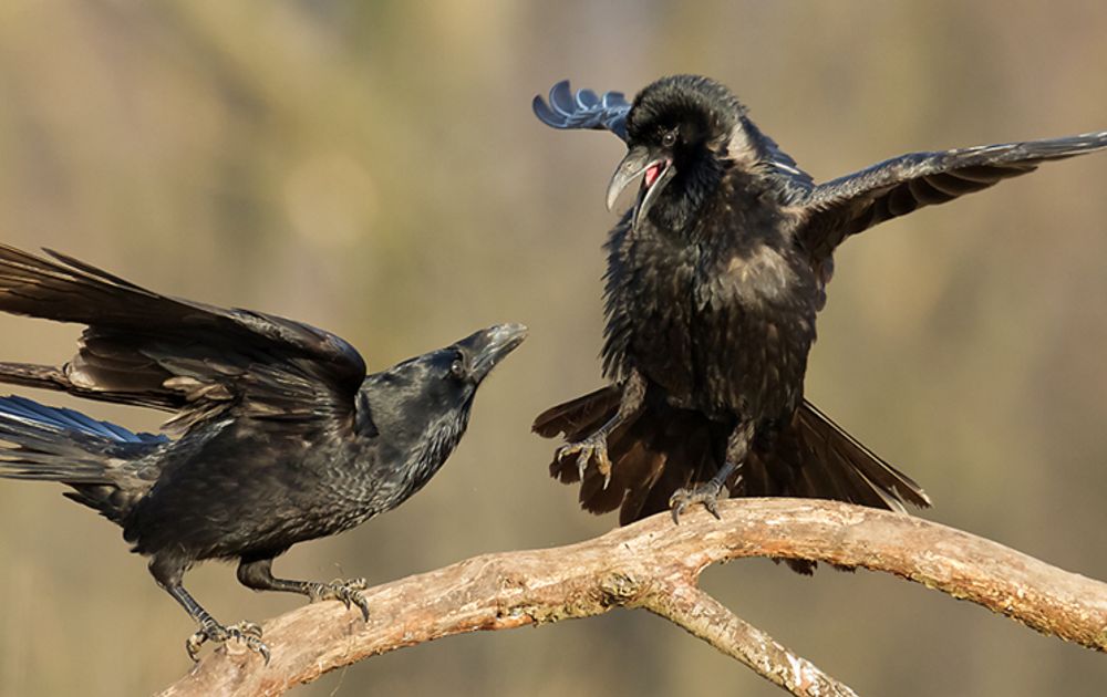 Spiksplinternieuw Zwarte kraai vs. raaf | Vogelbescherming NC-53