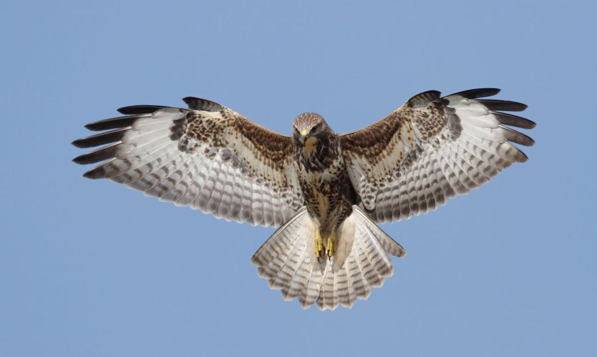 Ongekend Buizerd | Vogelbescherming UA-12