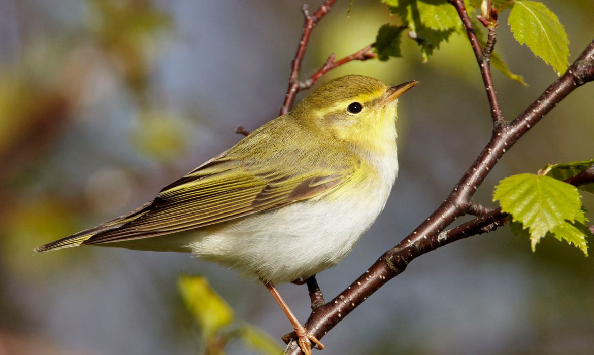 Fluiter Vogelbescherming.nl