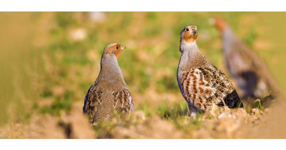 Patrijs / Shutterstock