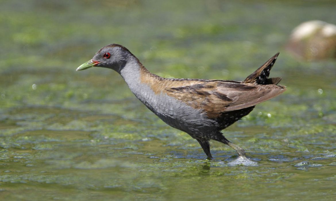 Klein waterhoen | Vogelbescherming