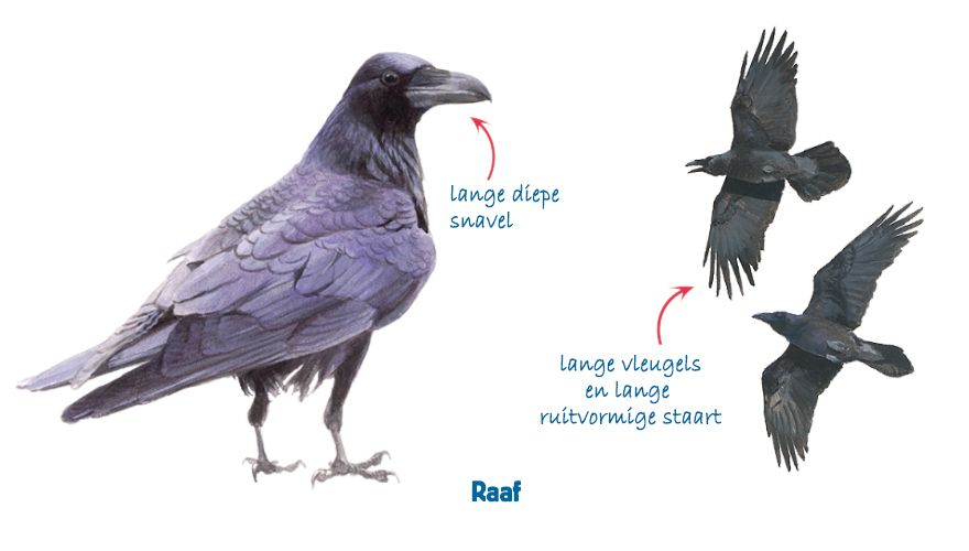 Welp Zwarte kraai vs. raaf | Vogelbescherming AD-09