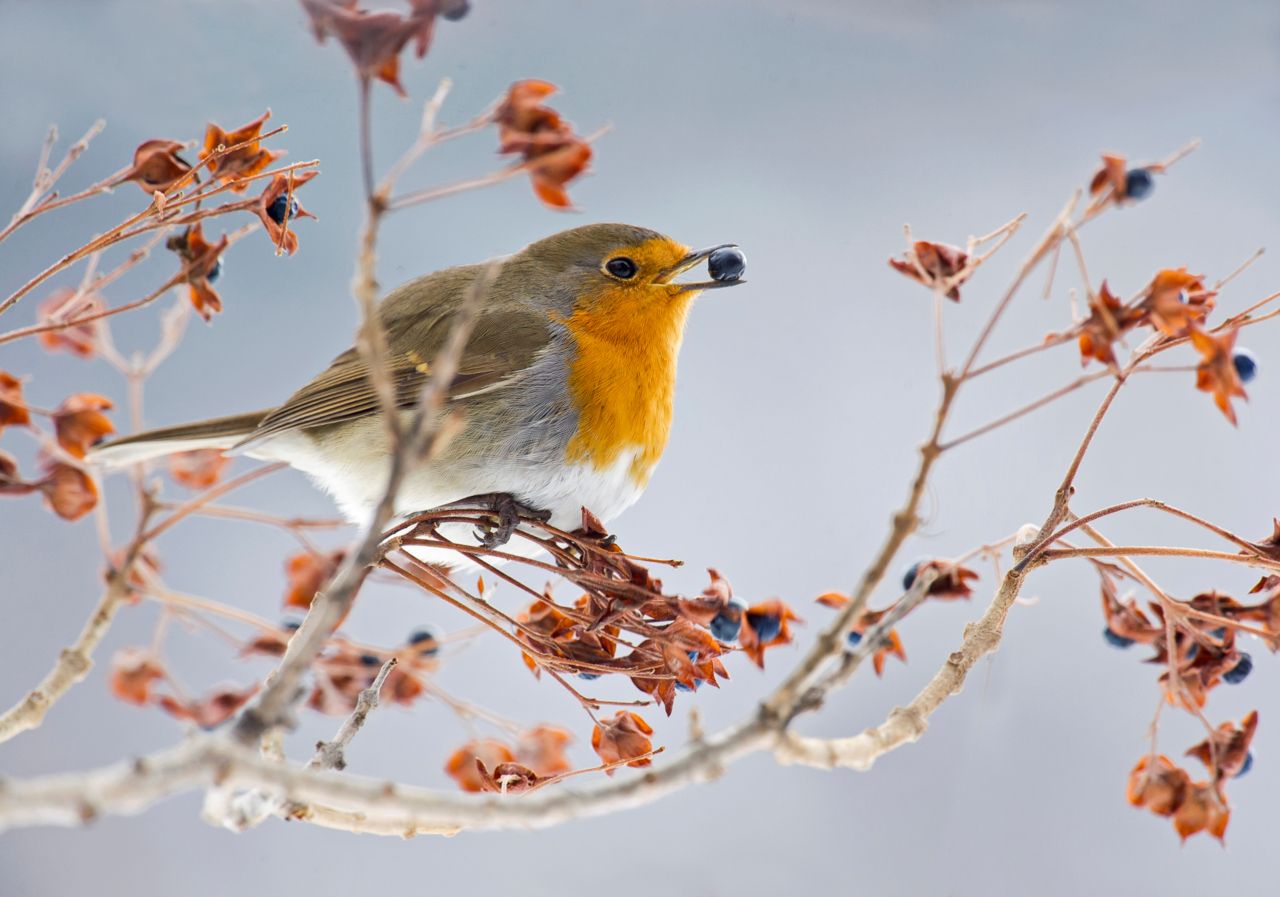 5 tips voor de Tuinvogeltelling Vogelbescherming