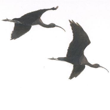 Super Zwarte ibis | Vogelbescherming ZV-43