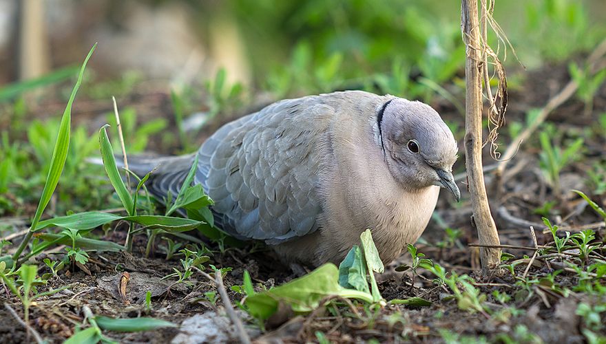 Zieke turkse tortel / Shutterstock