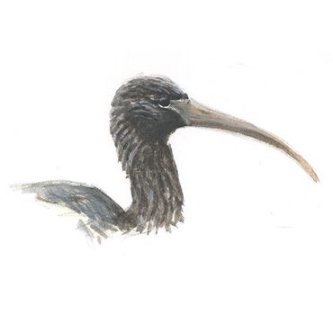 Uitgelezene Zwarte ibis | Vogelbescherming VY-78