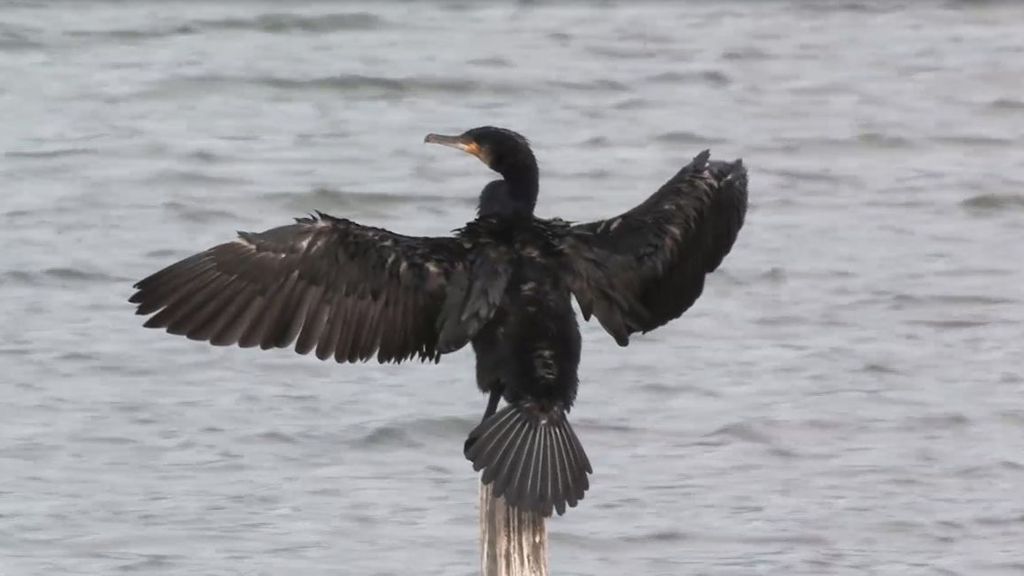 Aalscholver Vogelbescherming