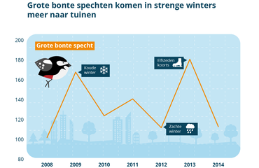 Grote bonte spechten komen in strenge winters meer naar tuinen