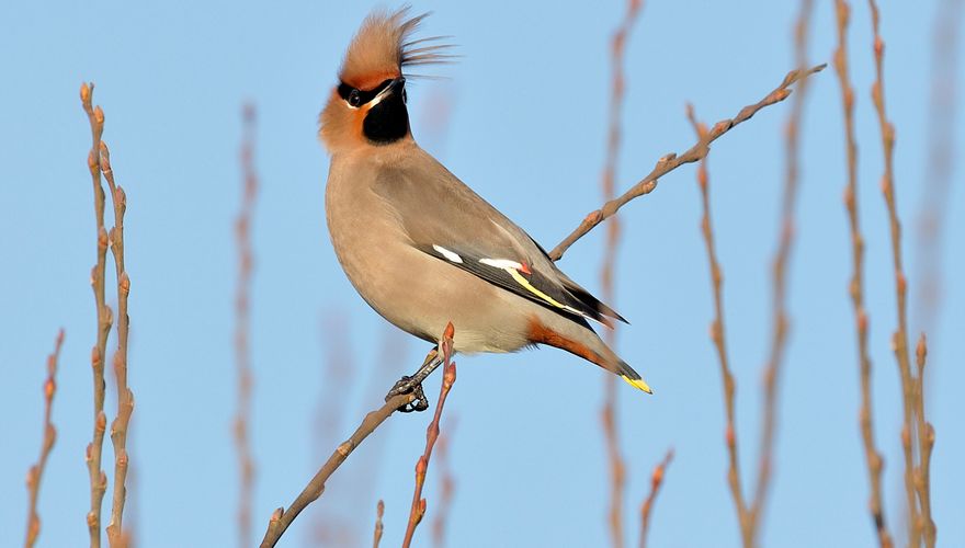 Pestvogel wind / Jelle de Jong