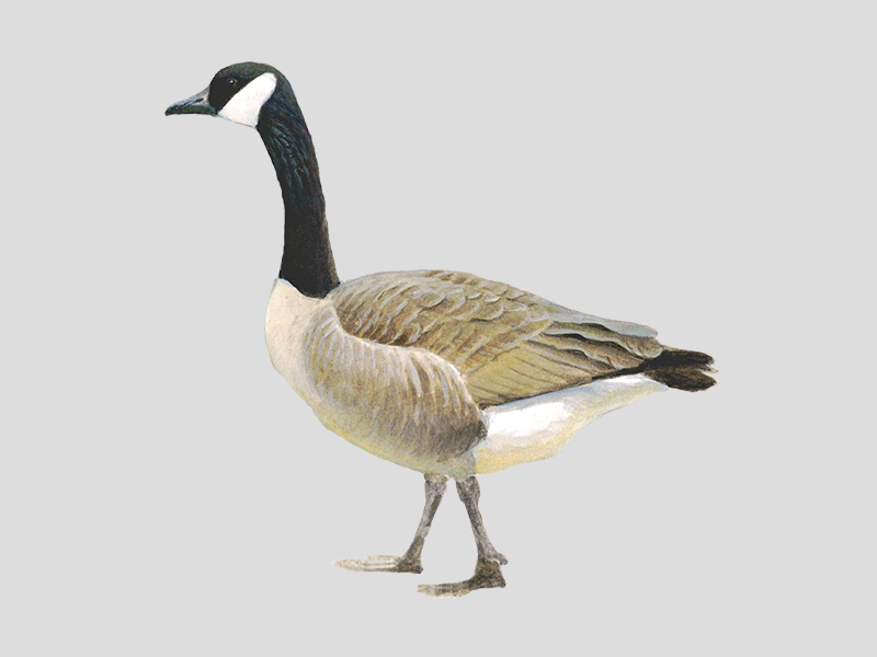 canada goose parka wikipedia canada goose parka wikipedia