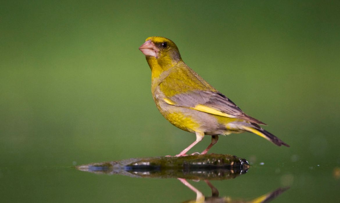Groenling Vogelbescherming.nl Groenling Vogelbescherming.nl
