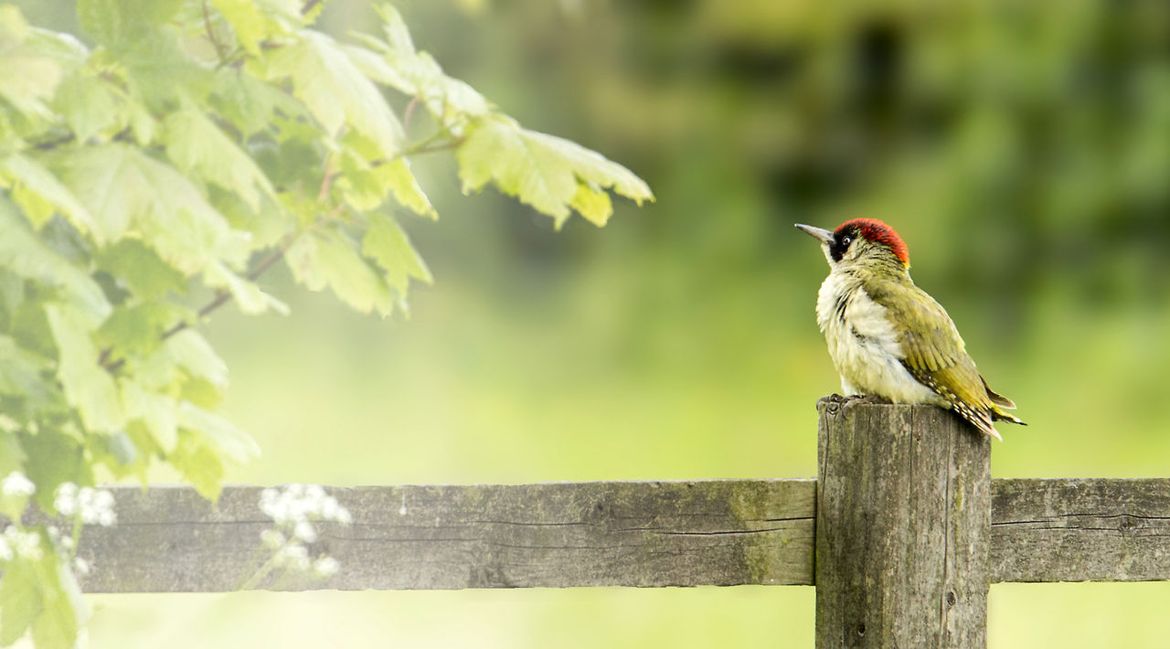 Groene specht / Shutterstock