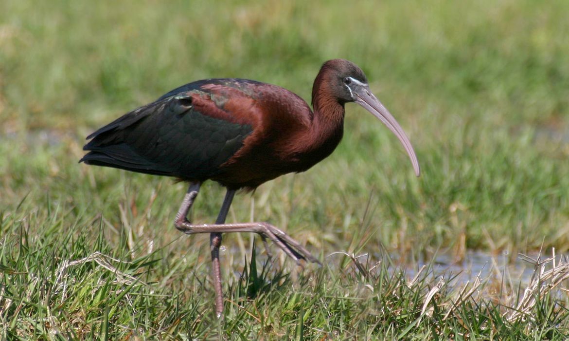 Ongekend Zwarte ibis | Vogelbescherming UI-95