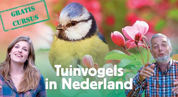 Wil je een Gratis online vogelcursus volgen