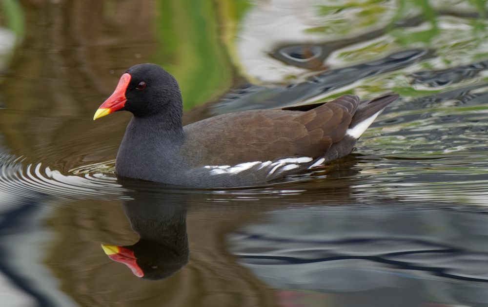 Waterhoen | Vogelbescherming