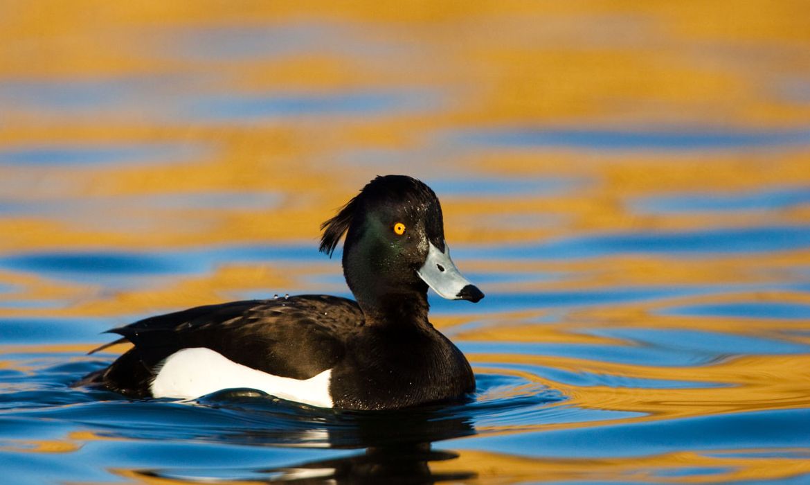 Kuifeend Vogelbescherming.nl