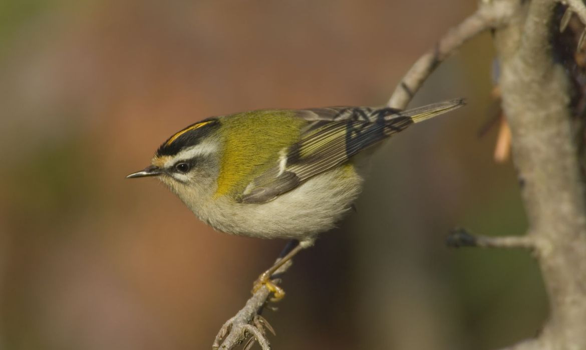 Vuurgoudhaan Vogelbescherming