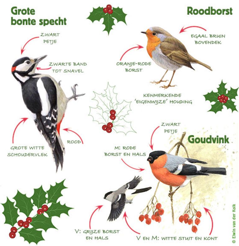 Infographic TVT kerst
