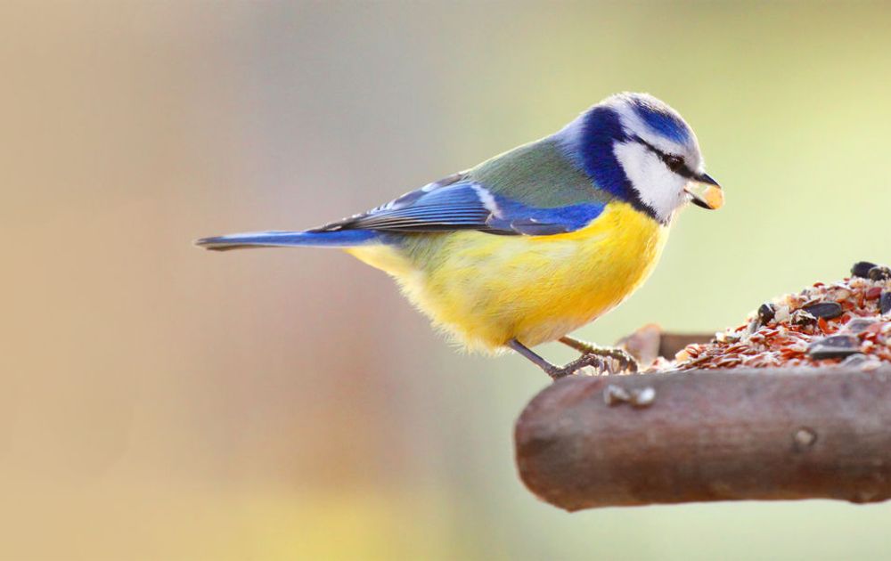 Elegante Franse Art Deco voederbak voor vogels ,  - Catawiki