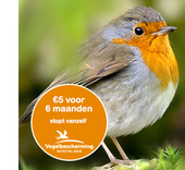 Actielid roodborst / Shutterstock