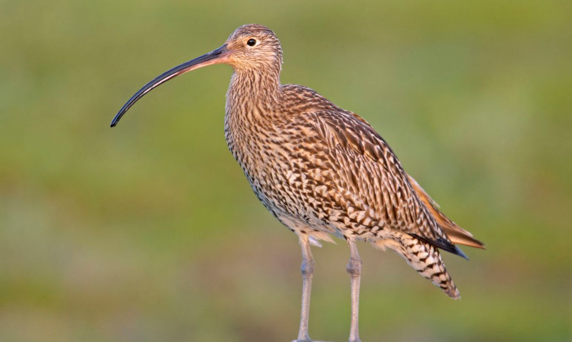 Wulp Vogelbescherming