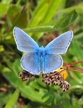 De Vlinderstichting | Vlinder: Icarusblauwtje / Polyommatus Icarus ...