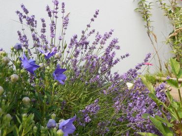 Ongekend De Vlinderstichting | Lavendel (Planten voor vlinders) XP-26
