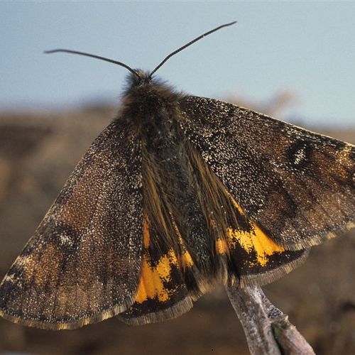 De Vlinderstichting Veelgestelde vragen
