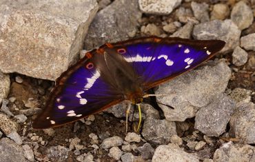 De grote weerschijnvlinder heeft zijn naam te danken aan de blauwe weerschijn op zijn vleugels