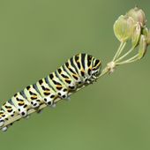 Planten voor vlinders