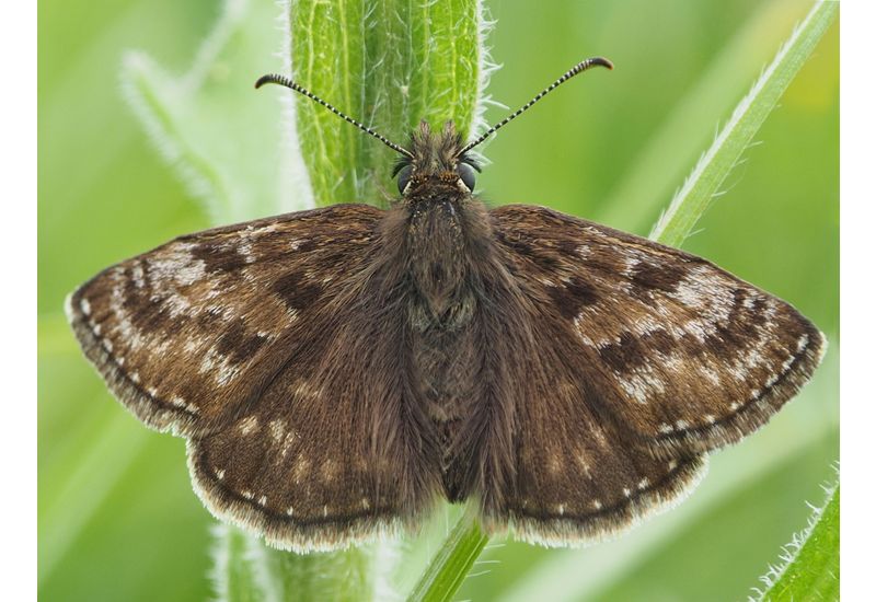 De Vlinderstichting | Vlinder: Bruin Dikkopje / Erynnis Tages