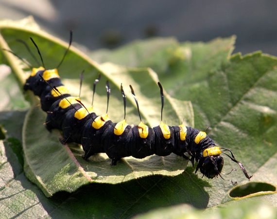 De Vlinderstichting Veelgestelde Vragen