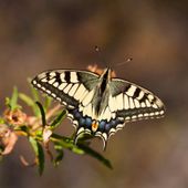 Vlinders nederland Vlinders nederland