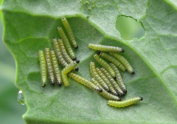 De Vlinderstichting | Koolwitjes in de klas