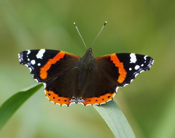 De Vlinderstichting Trekvlinders