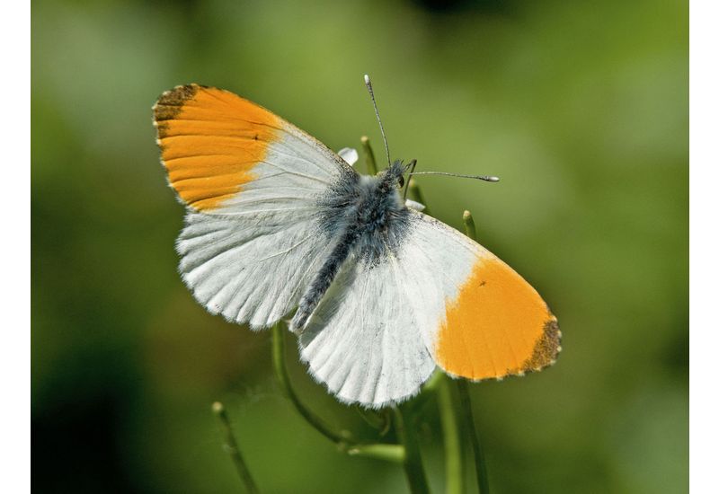 De Vlinderstichting Vlinder oranjetipje / Anthocharis cardamines