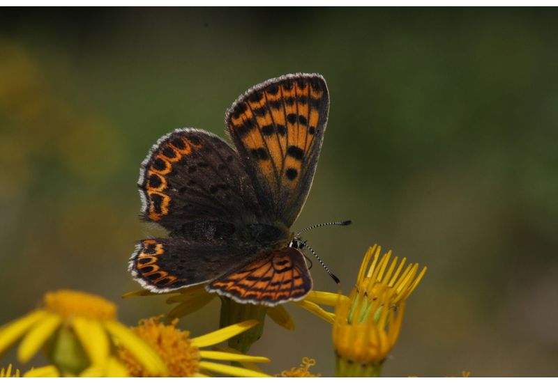 De Vlinderstichting Vlinder bruine vuurvlinder / Lycaena tityrus De Vlinderstichting Vlinder bruine vuurvlinder / Lycaena tityrus
