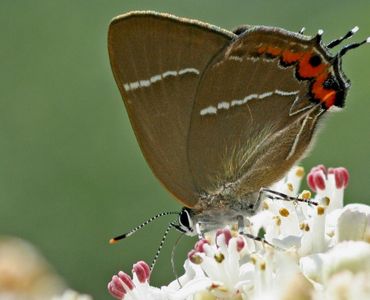 grote zwarte hanen in witte meisjes 2 meisjes met anale seks