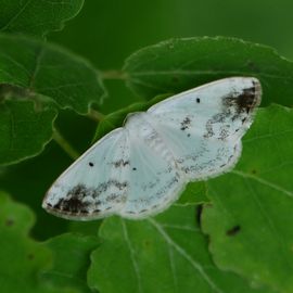 De Vlinderstichting | Vlinder: witte schaduwspanner / Lomographa temerata