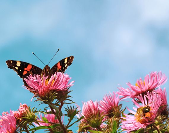 De Vlinderstichting Planten Voor Vlinders