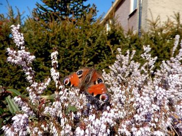 Uitgelezene De Vlinderstichting | Planten voor vlinders GN-25